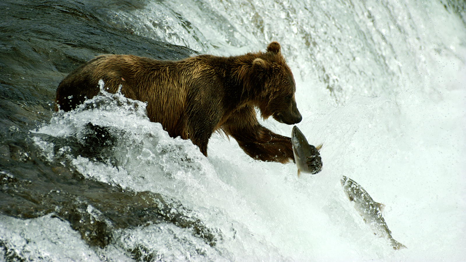 brown-bear-fish-stream