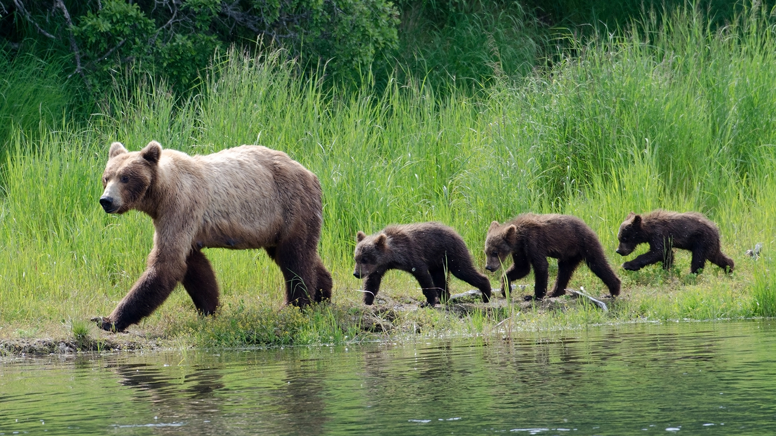 brown-bear-mom-cubs