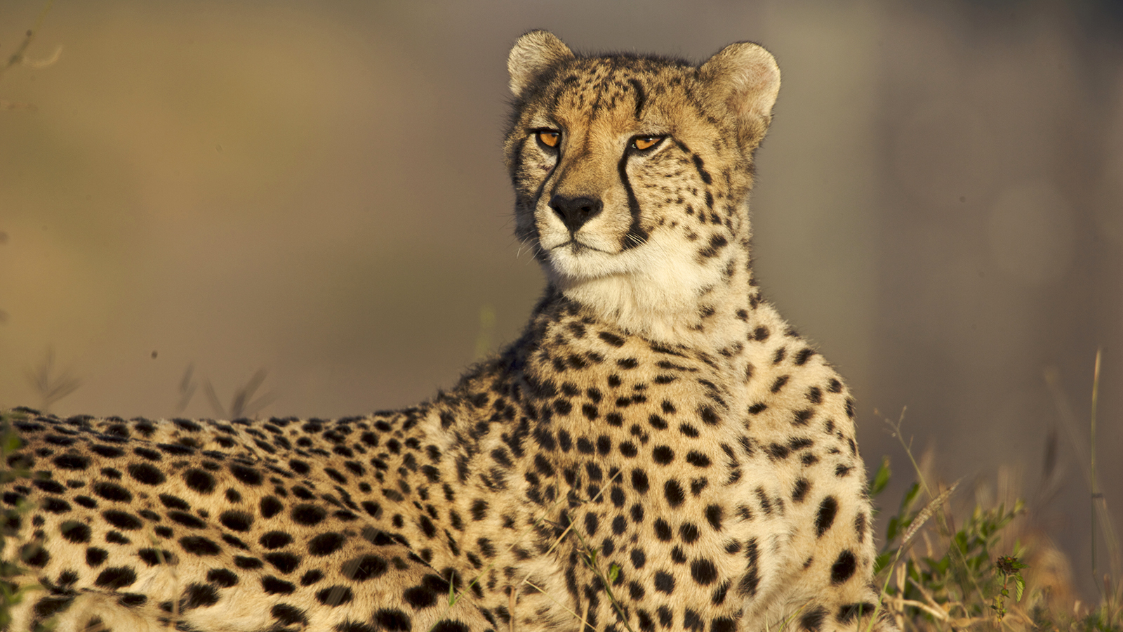 cheetah-watching