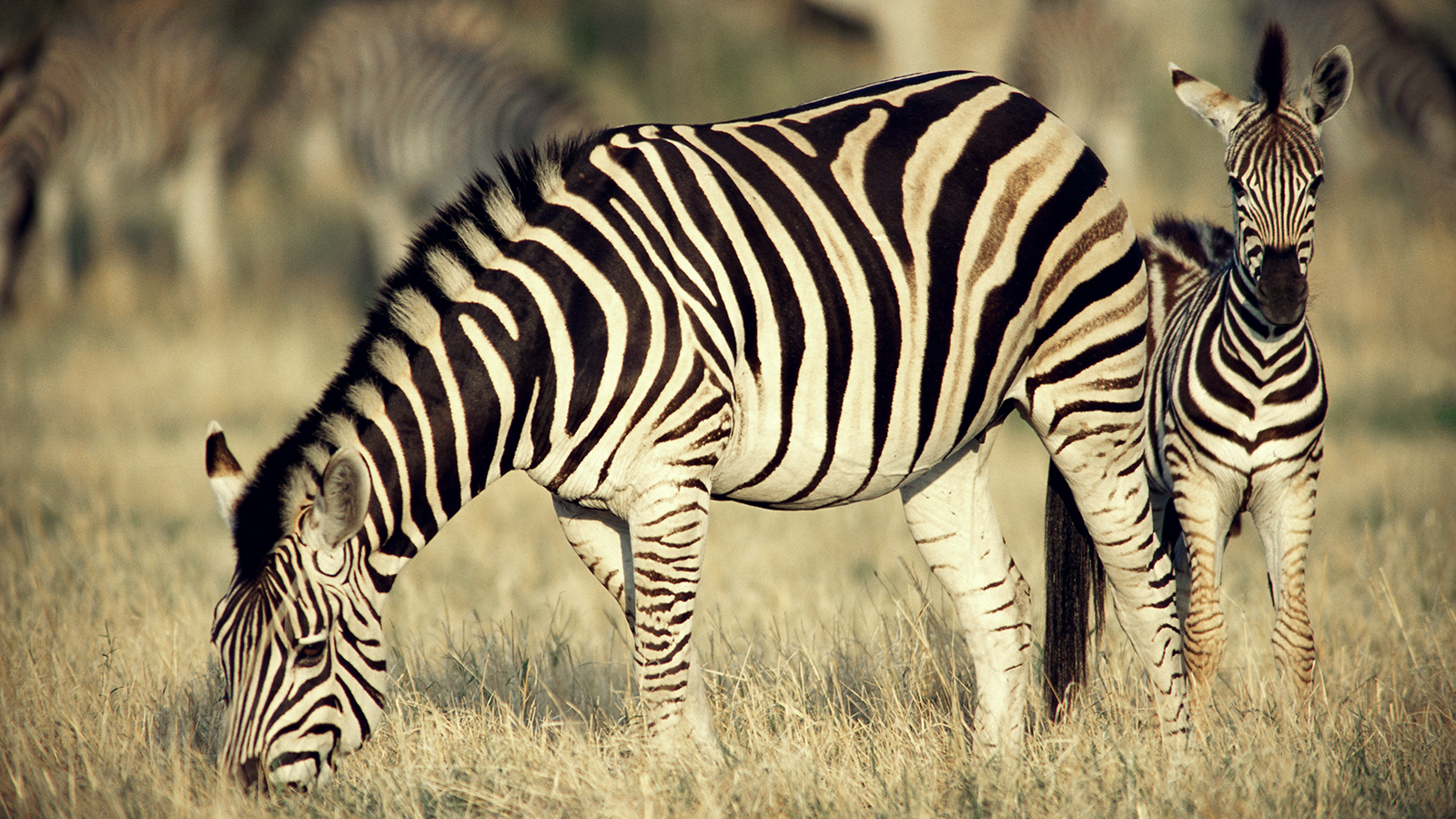Zebra grazing with young.