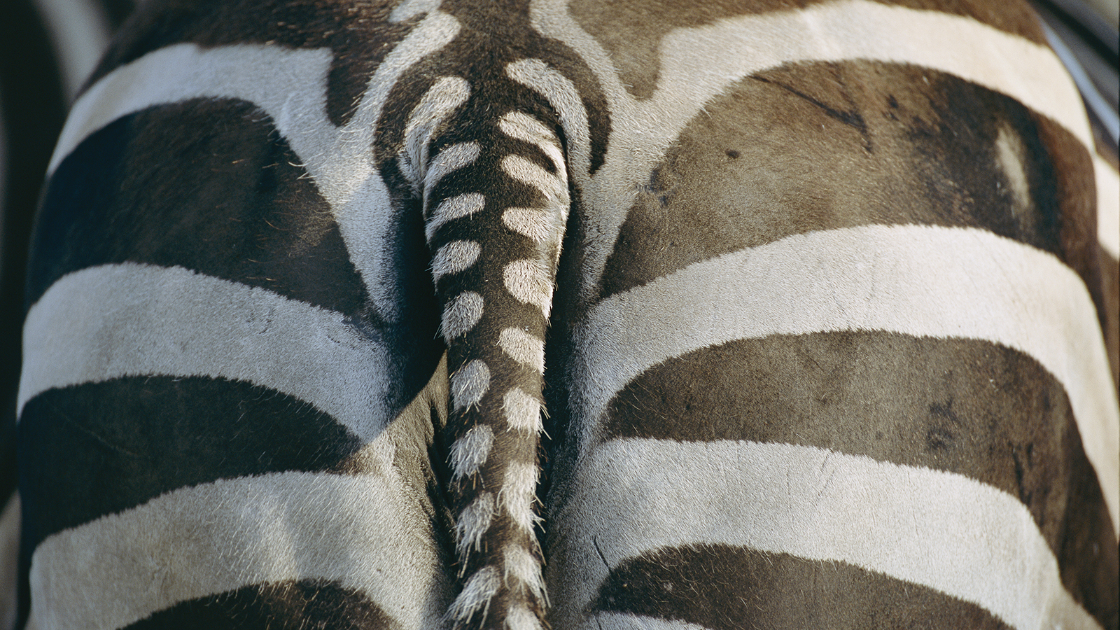 Close view of a Grant's zebra's (Equus burchelli pamara) rear end.
