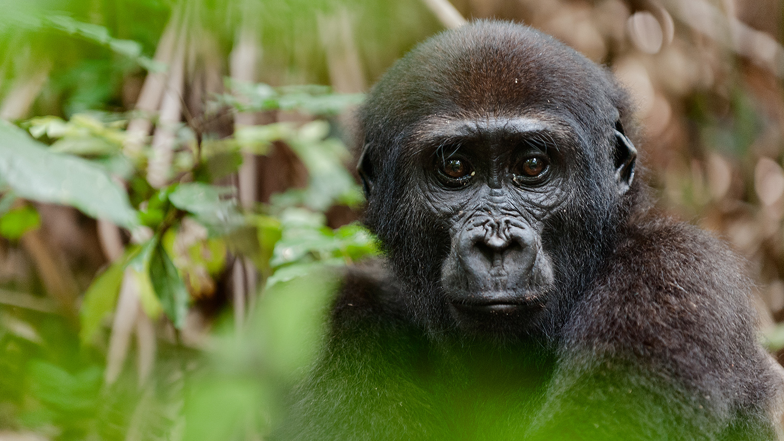 Portrait of a western lowland gorilla (Gorilla gorilla gorilla) close up at a short distance.  Congo. Africa; Shutterstock ID 172712501; PO: Kids Website for LEG; Client: Lisa Jewell