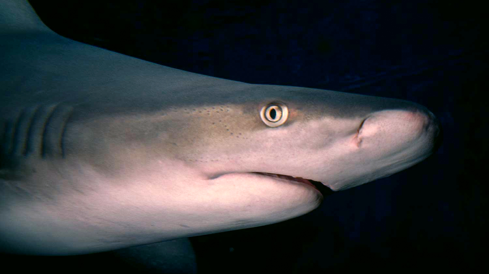bull-shark-closeup-underwater