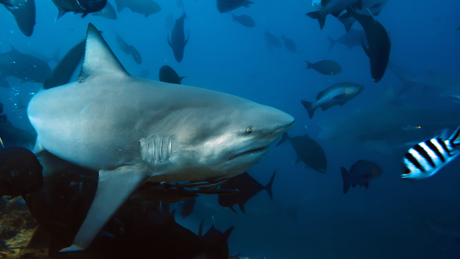 The big Bull shark from Pacific ocean at 30 meters depth; Shutterstock ID 64009417; PO: New Kids Website