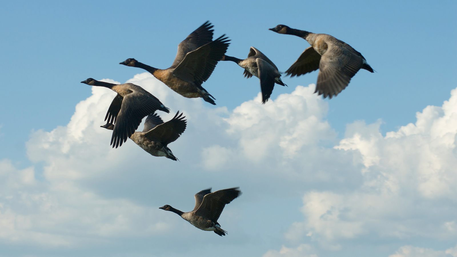 canada-goose-flock-flying