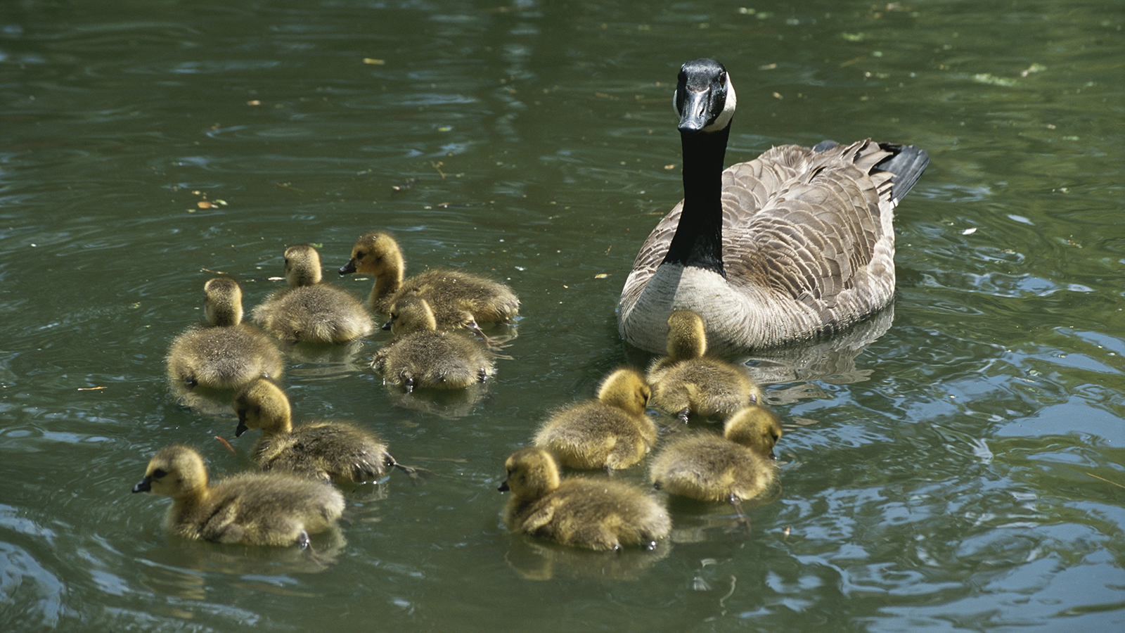 A mother Canada goose watches over ten fuzzy babies as they swim.