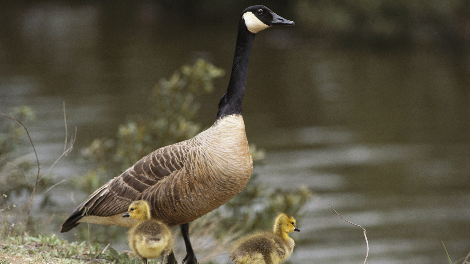 A Canada goose and her goslings.
