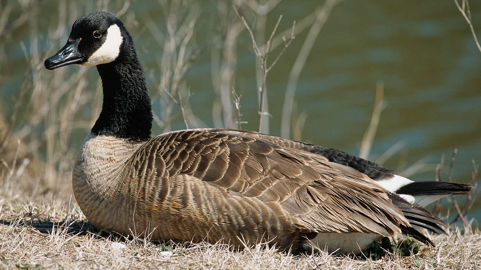 Portrait of a Canada goose, Branta canadensis, sitting near the water.