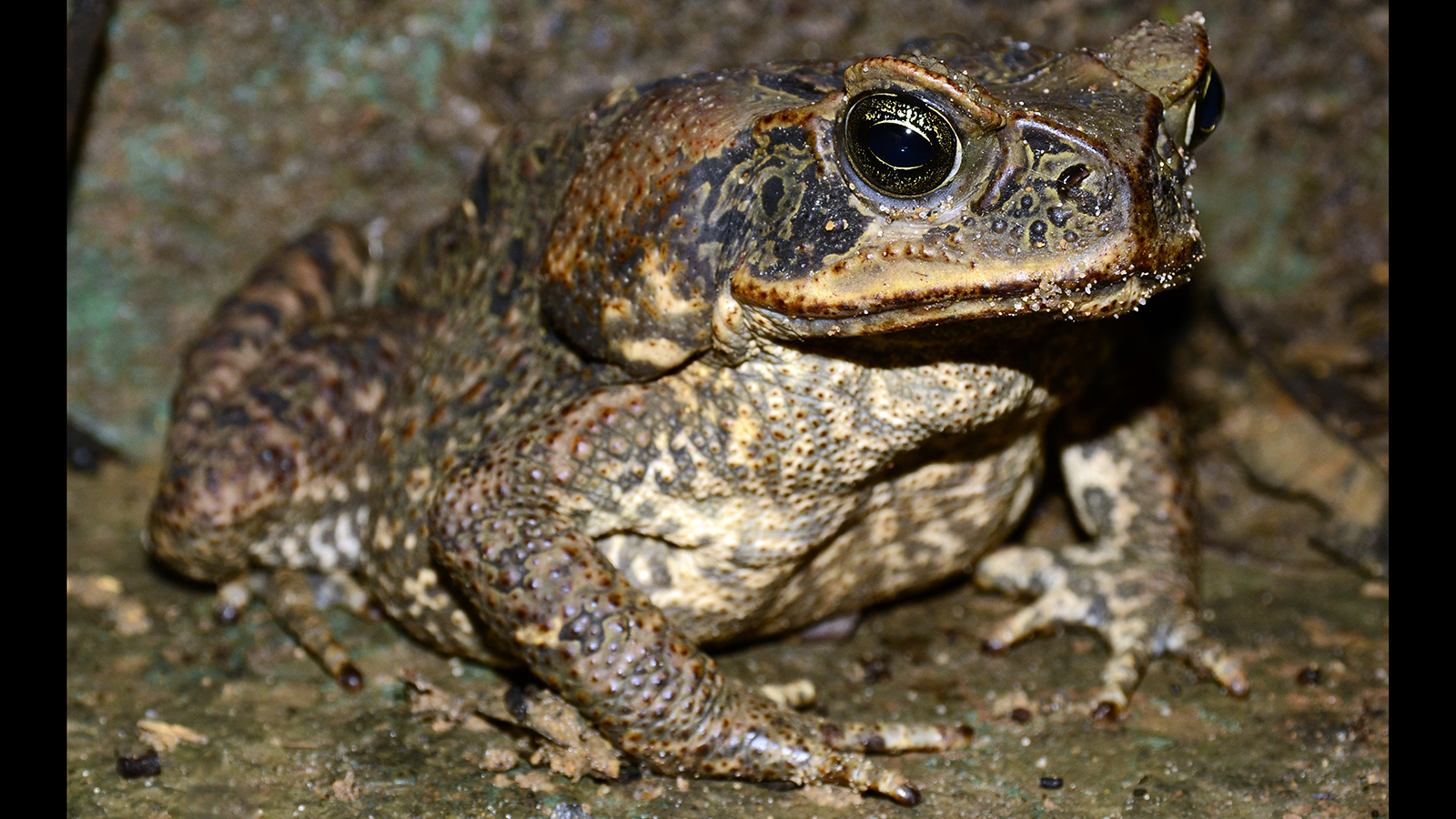 Cane toad (Rhinella marina); Shutterstock ID 122113507; title : Kids Website Overhaul; Client: Lisa Jewell