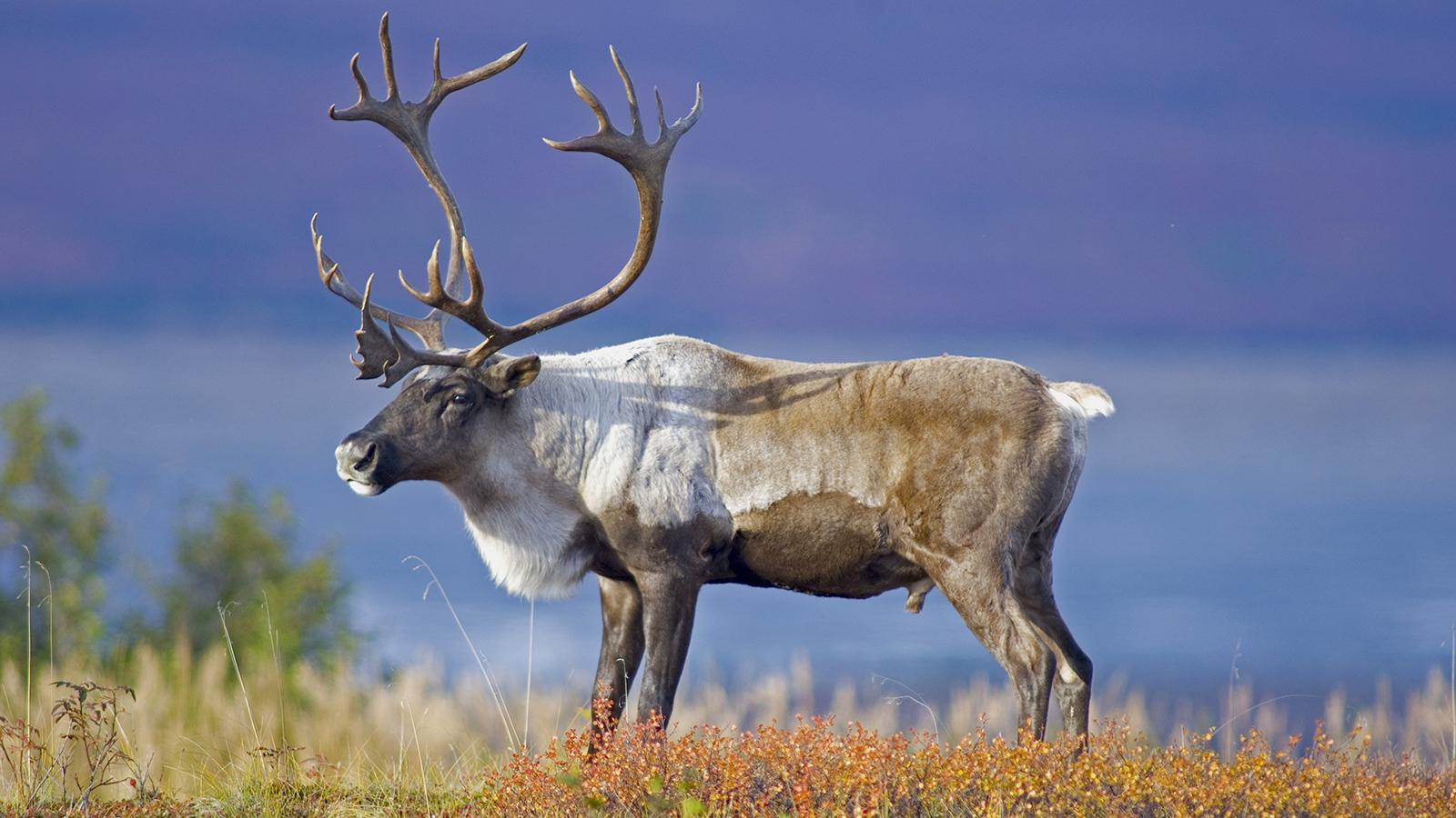 Male Caribou Grazing on Toklat River Basin; Shutterstock ID 130932683; PO: Anne Mc. Web Pics