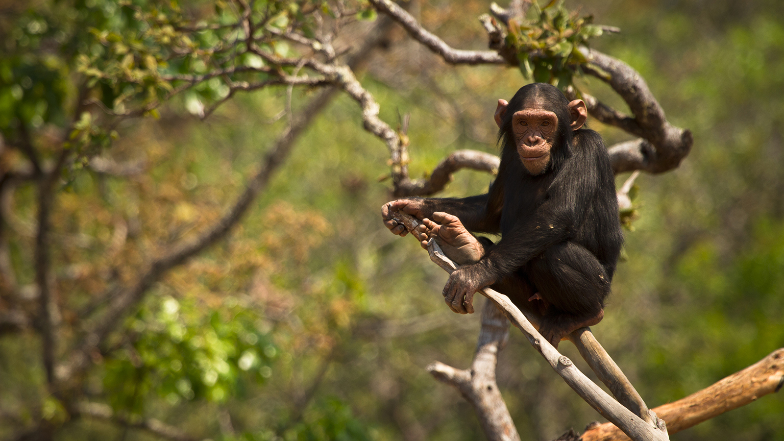 chimpanzee-tree