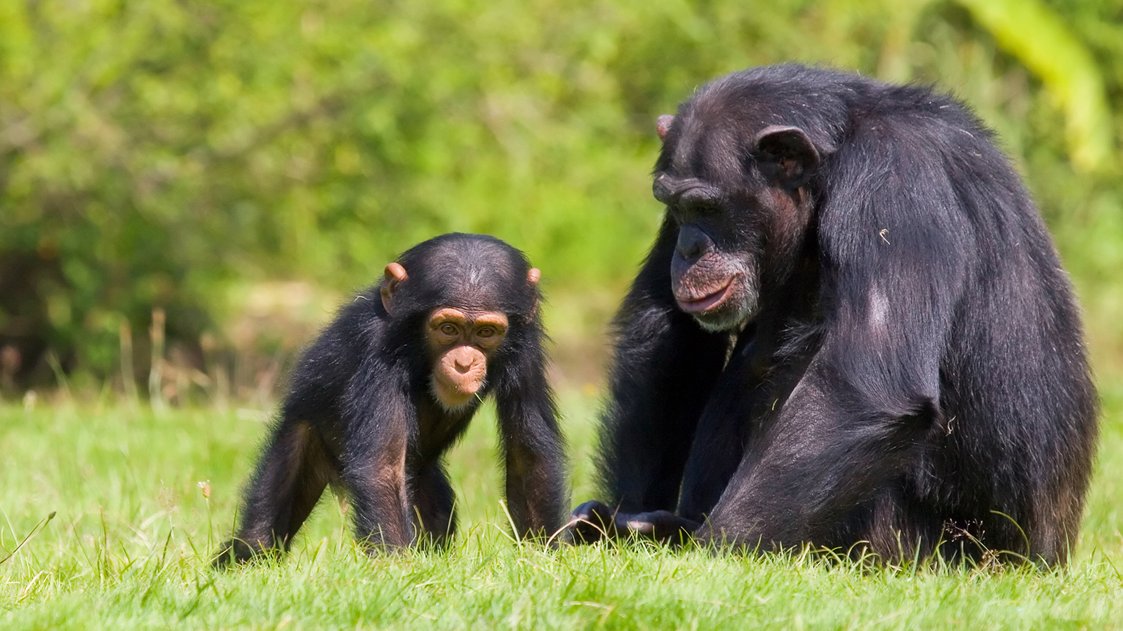 chimpanzee-with-baby2