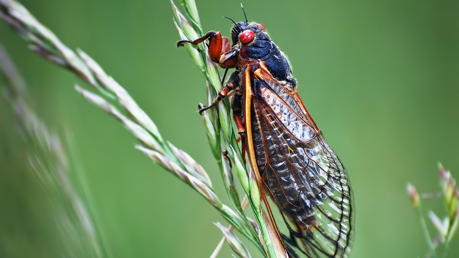 cicada-grass
