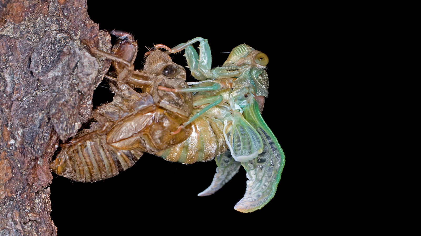 cicada-metamorphosis