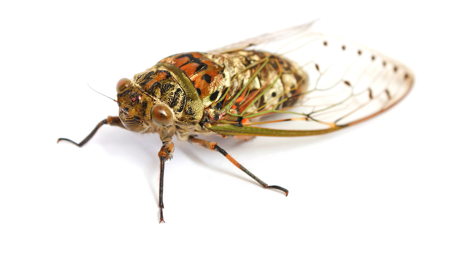 cicada-white-background