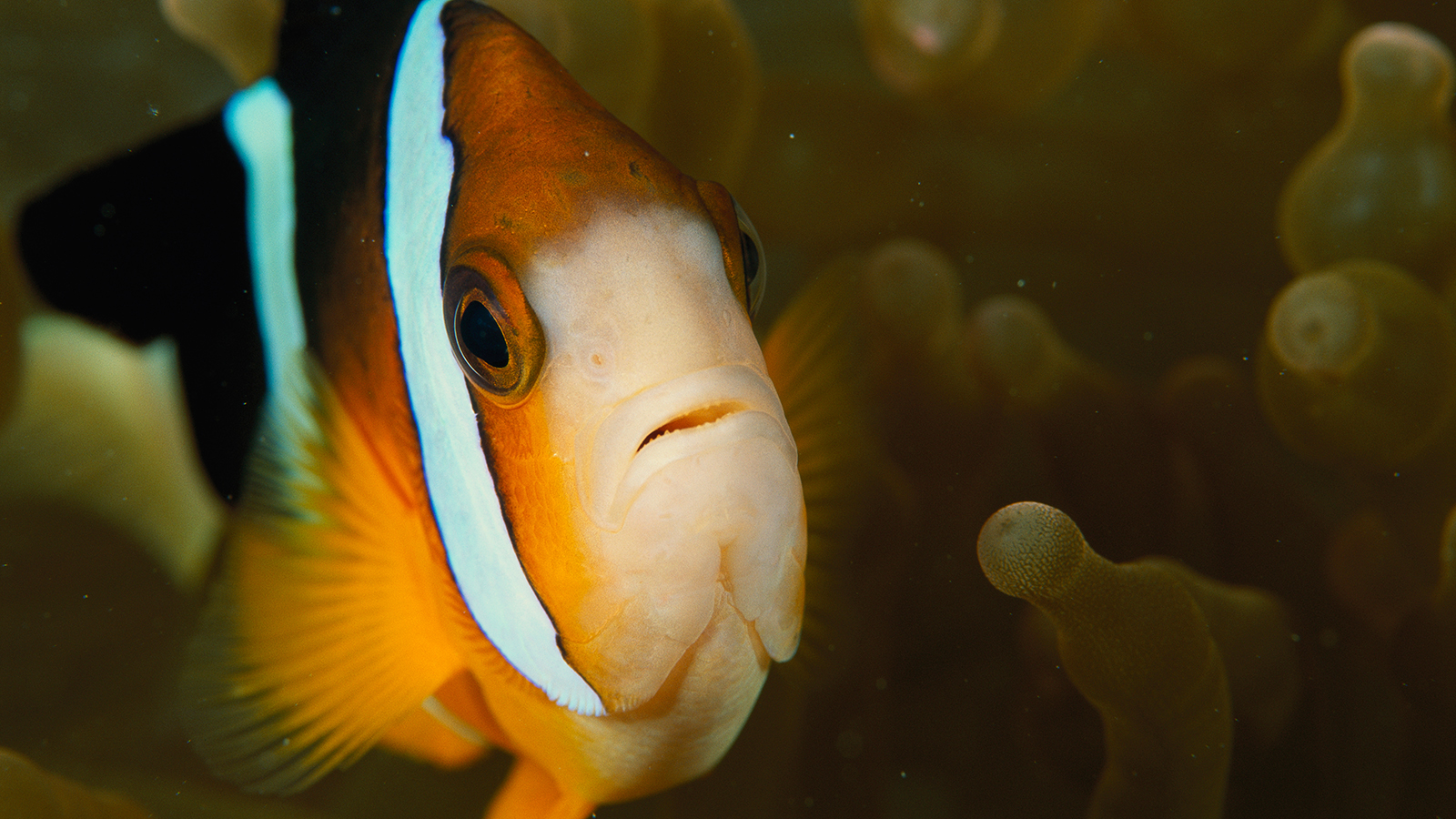 A clown anemonefish among the stinging tentacles of a sea anemone.