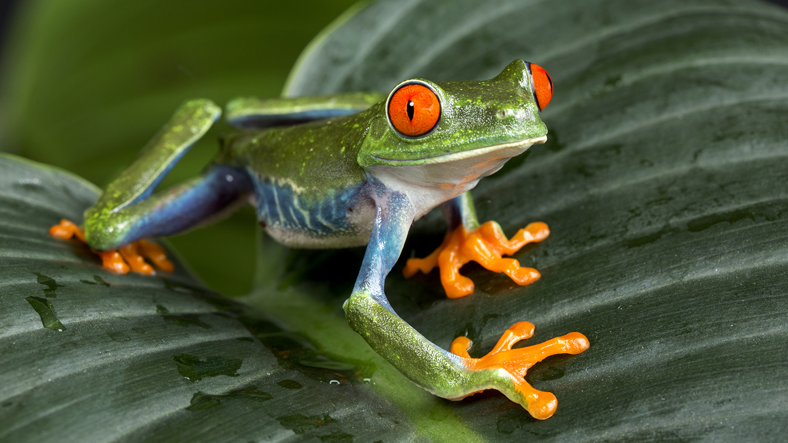 costa-rica-tree-frog