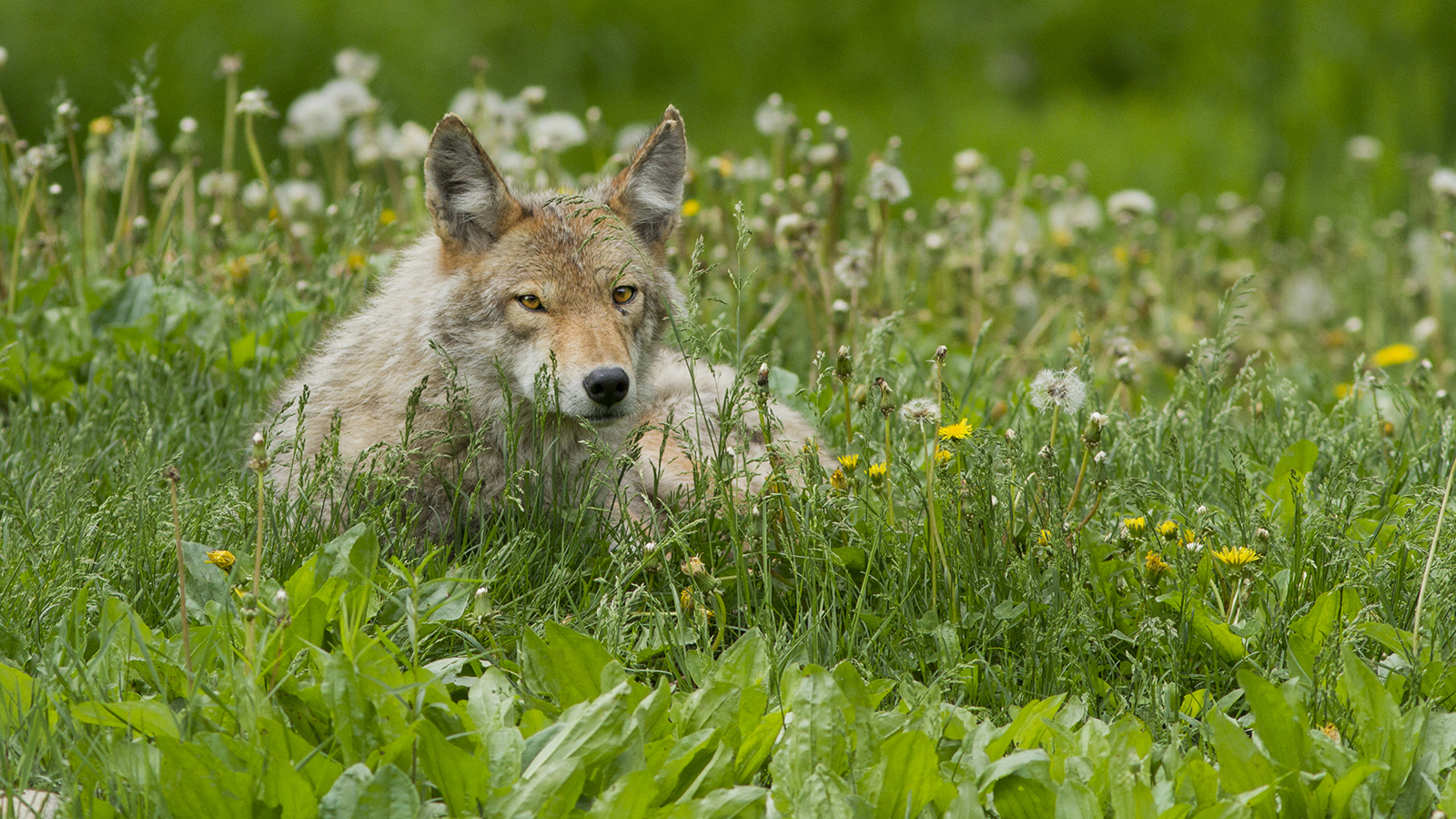 coyote-female-grass