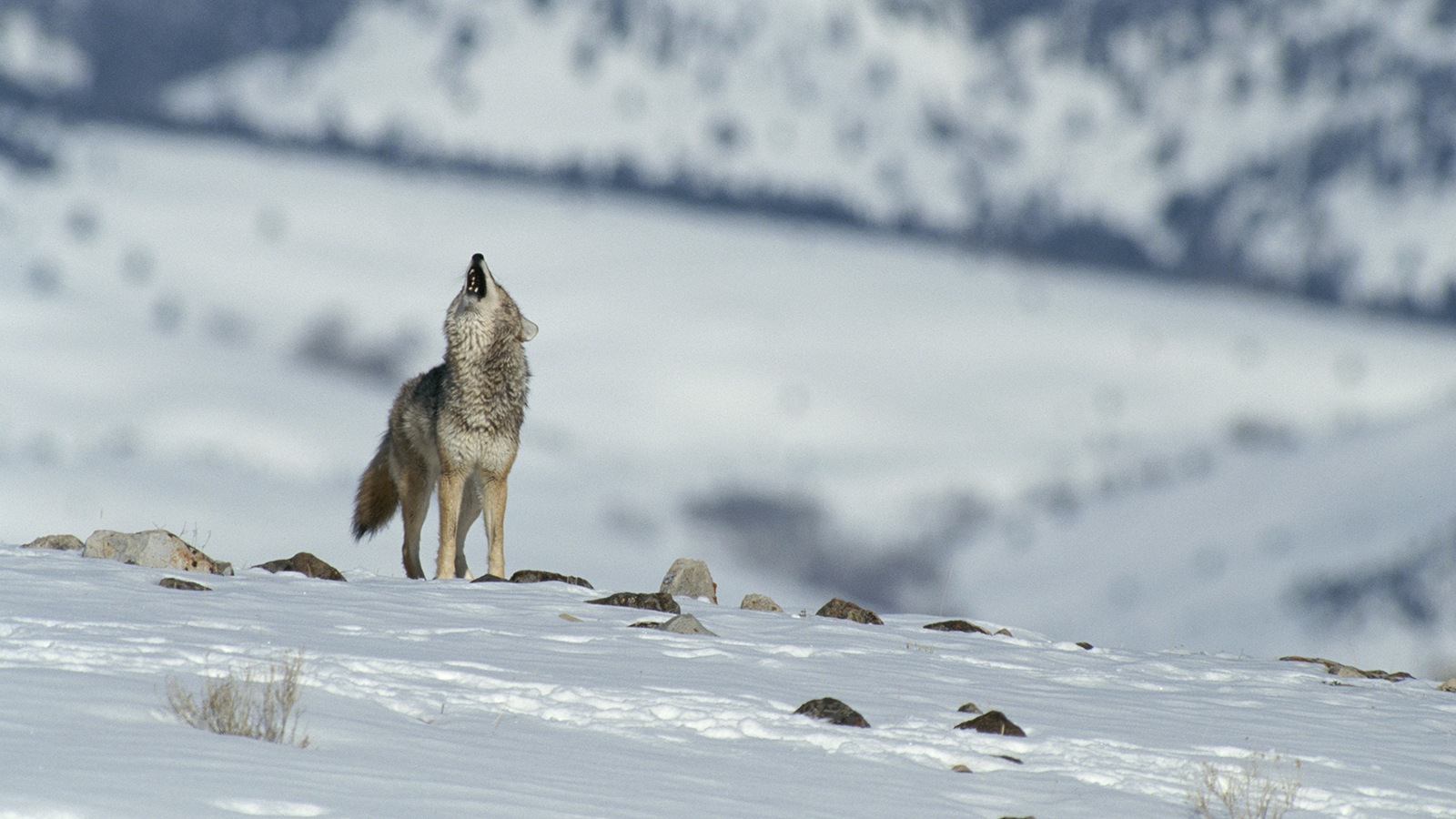 coyote-howling-snow