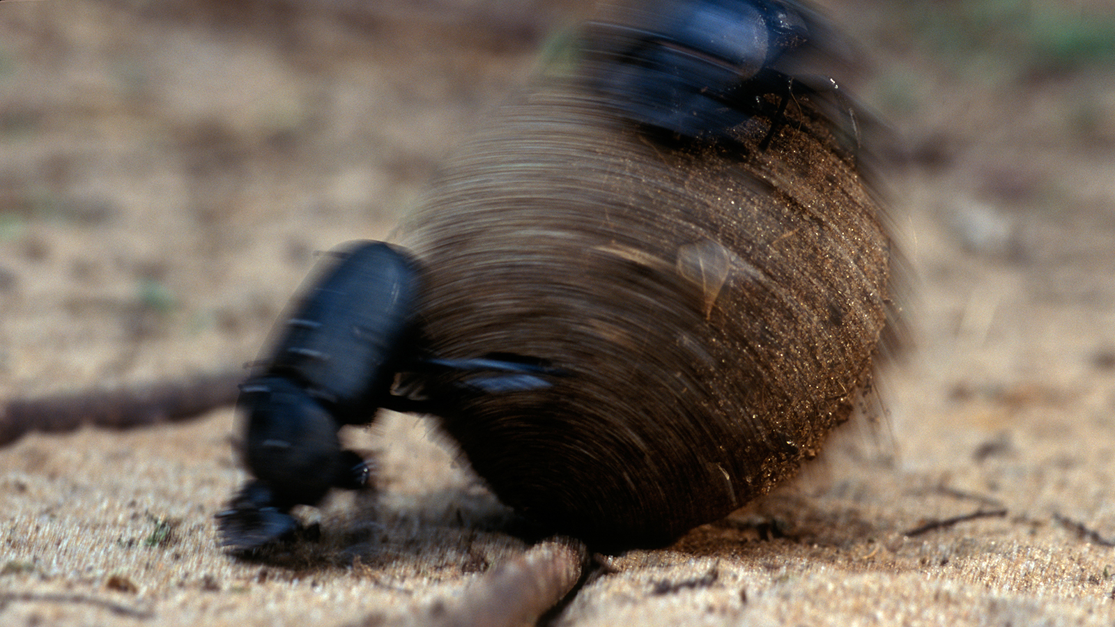 dung-beetle-ball-rolling