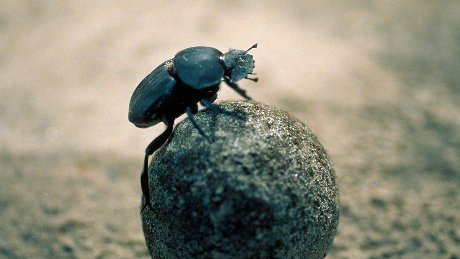 dung-beetle-ball