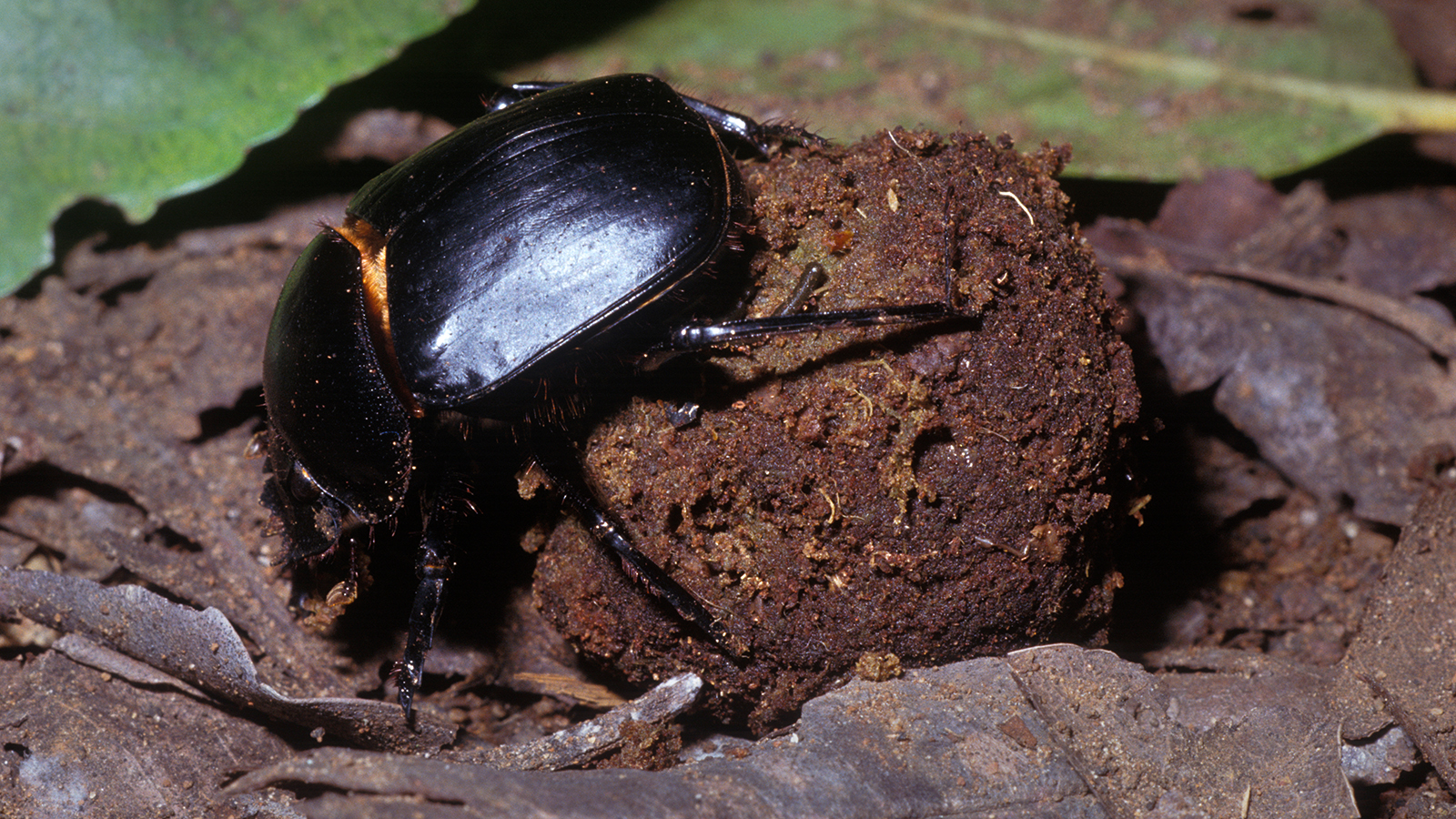 dung-beetle-closeup-ball