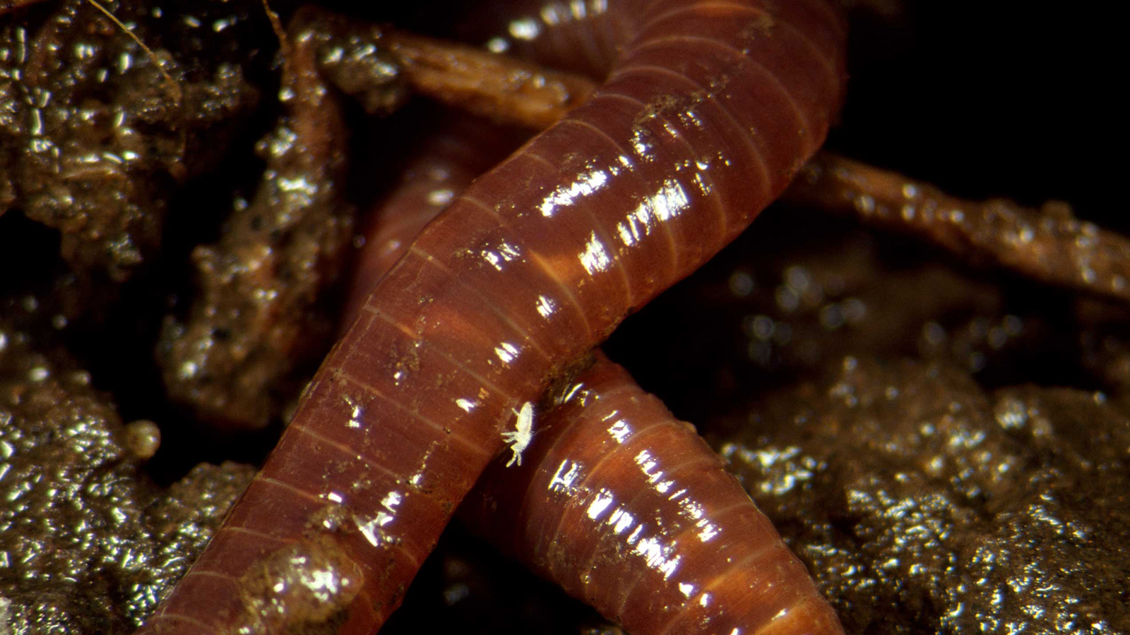 earthworm-closeup