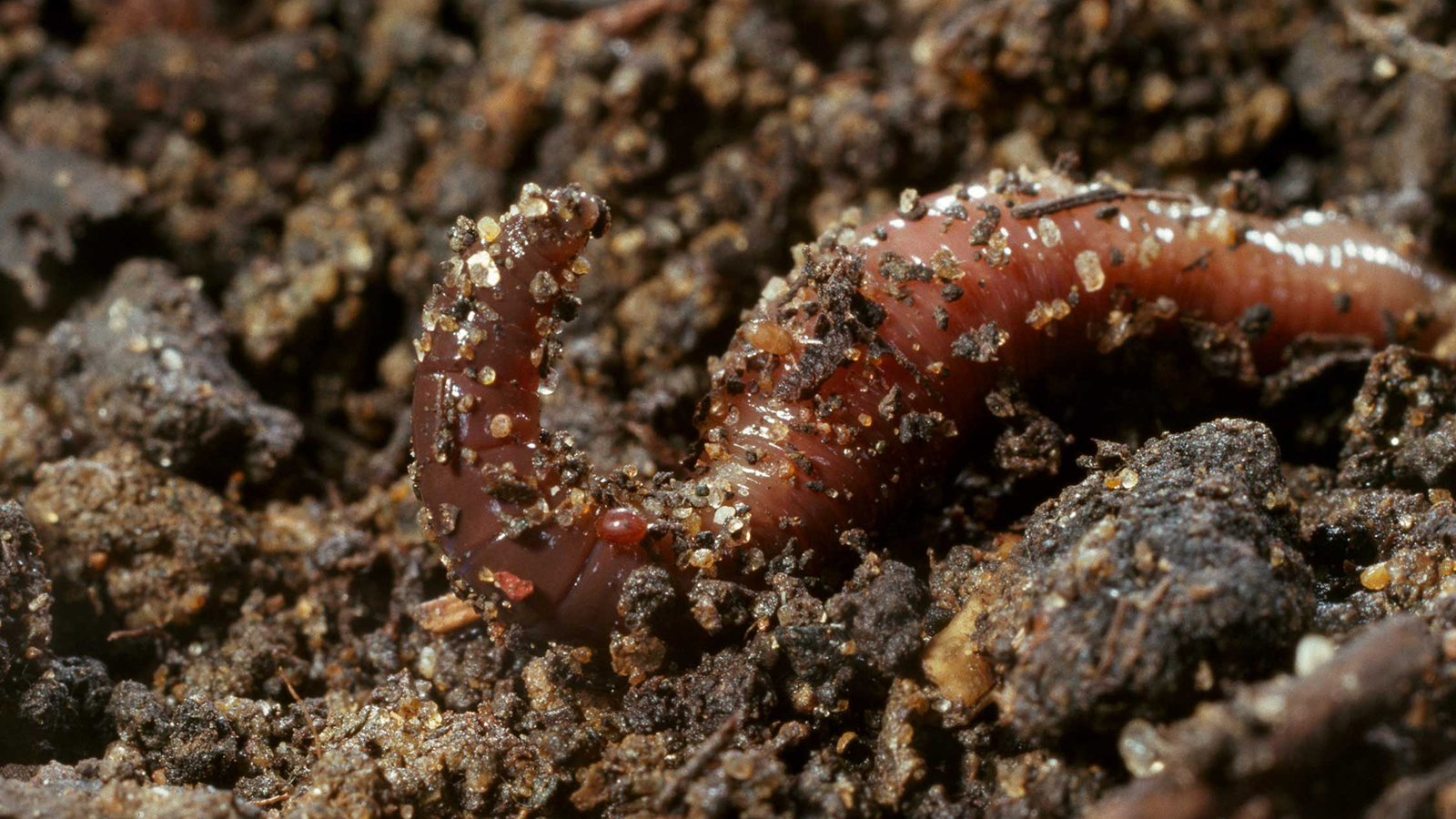 earthworm-dirt
