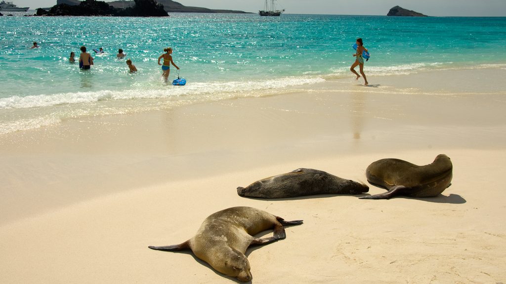 Sea lions resting on a beach near people frolicking in the water.
