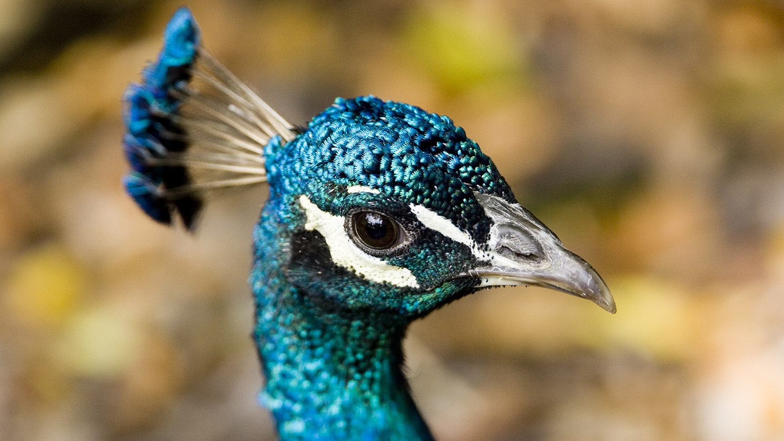 indian-peafowl-closeup