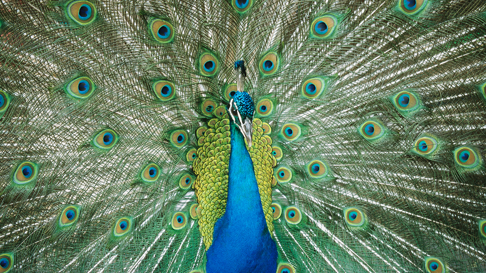 indian-peafowl-tail-spread-closeup