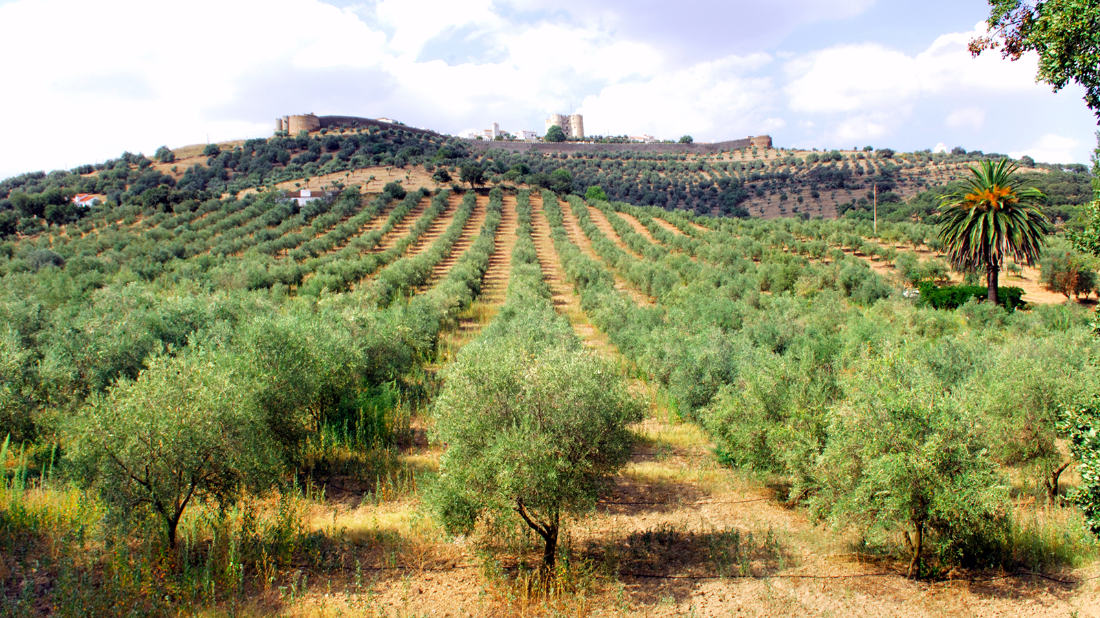portugal-olive-trees