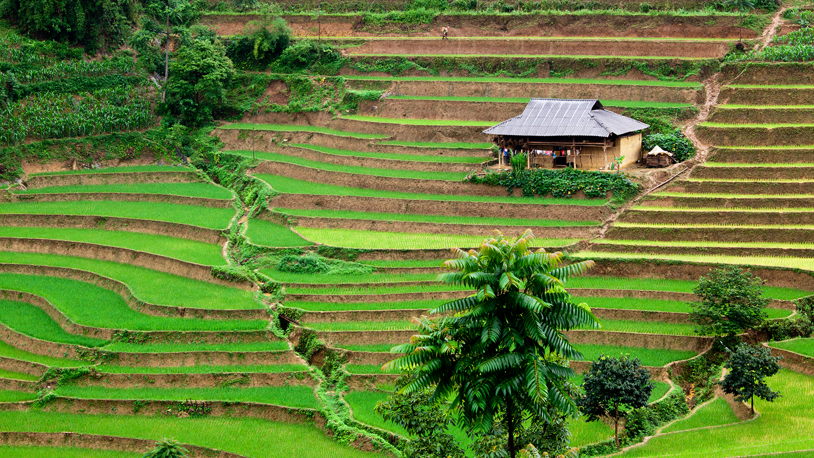 vietnam-rice-field