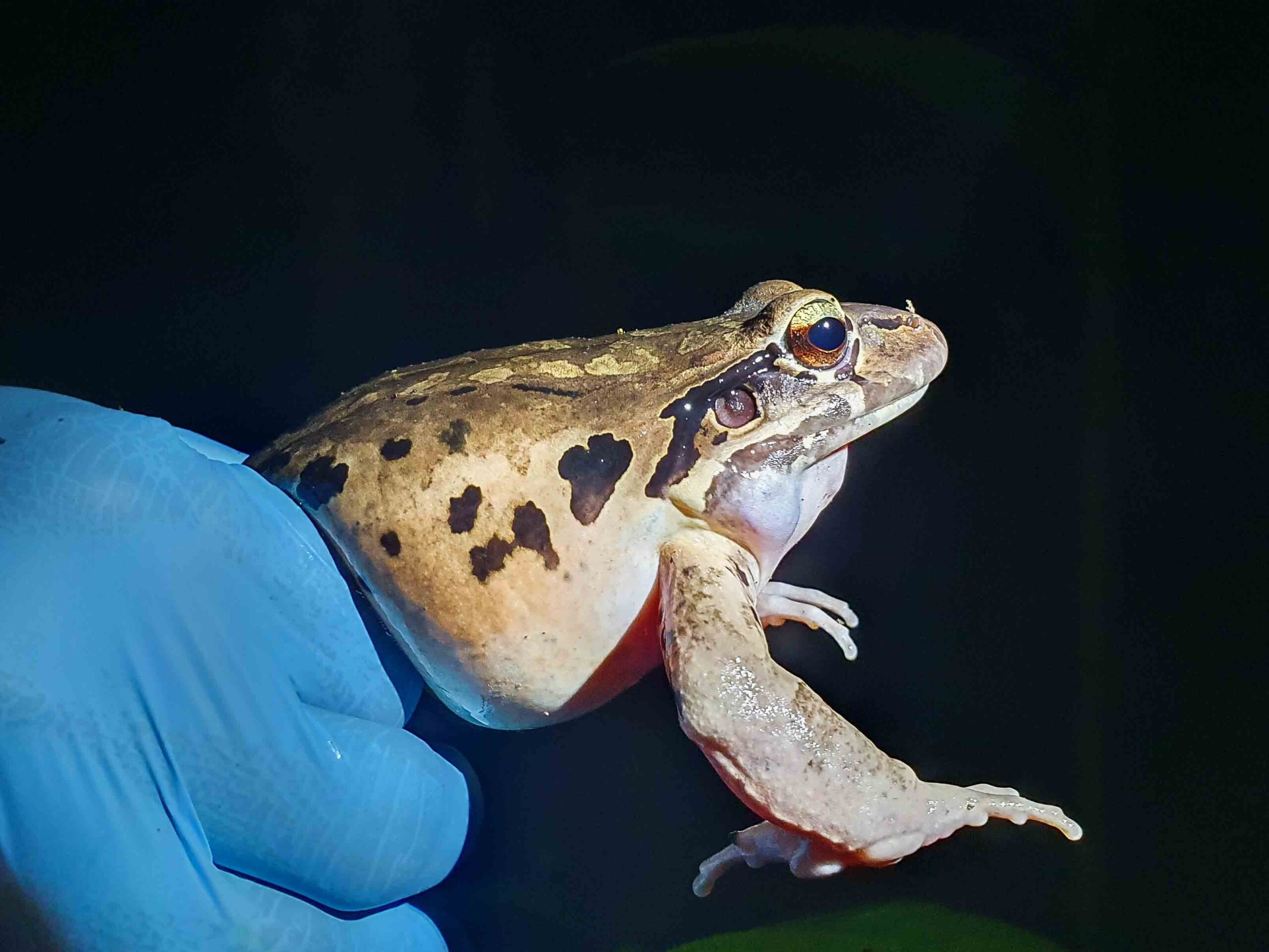 Conservationists sound alarm as one of world’s largest frogs becomes virtually extinct-7