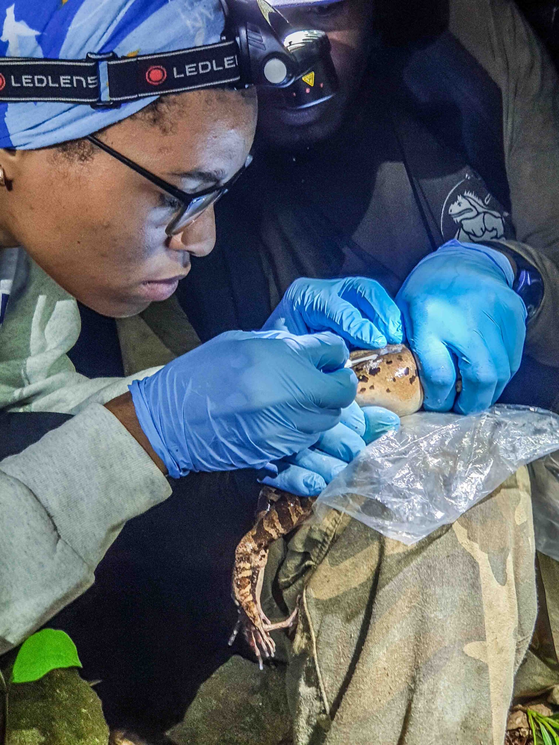 Conservationists sound alarm as one of world’s largest frogs becomes virtually extinct-9