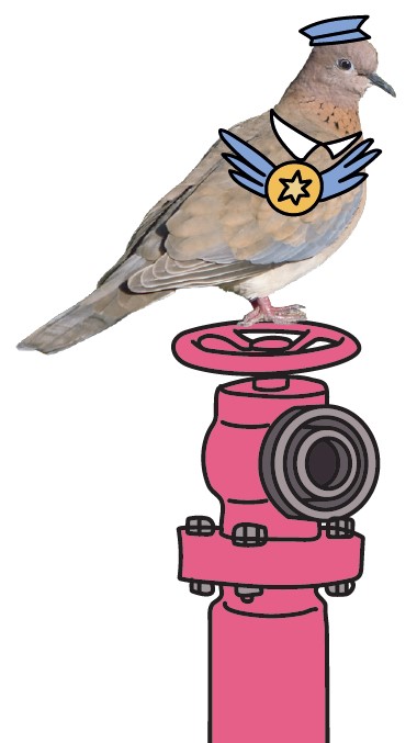 יונה