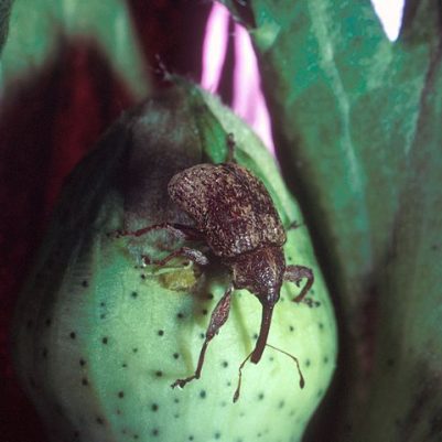 629px-Boll_weevil