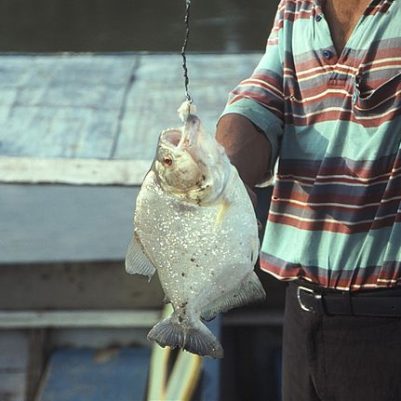 640px-Peru_-_PiranhaFishing