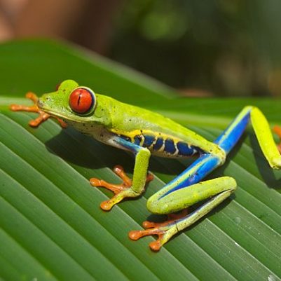 640px-Red_eyed_tree_frog