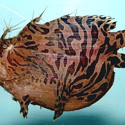 640px-Striped_anglerfish_(_Antennarius_striatus_)