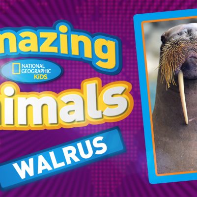 Amazing-Animals-S2E16-walrus