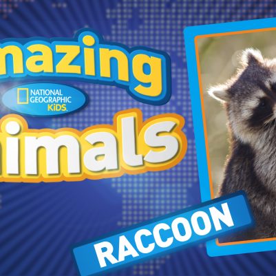 Amazing-Animals-S2E19-raccoon