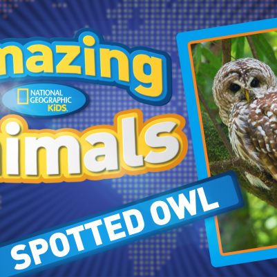 Amazing-Animals-S2E2-spotted-owl__428102