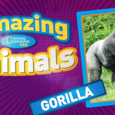 Amazing-Animals-S2E20-gorilla__362289