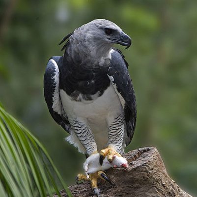 By http://www.birdphotos.com - Own work, CC BY 3.0, https://commons.wikimedia.org/w/index.php?curid=3785263