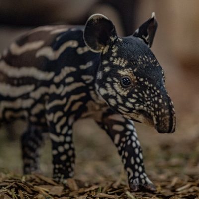 Chester Zoo welcomes birth of ‘precious’ rare Malayan tapir (35)