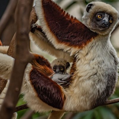 European FIRST as rare ‘dancing lemur’ born at Chester Zoo (26)