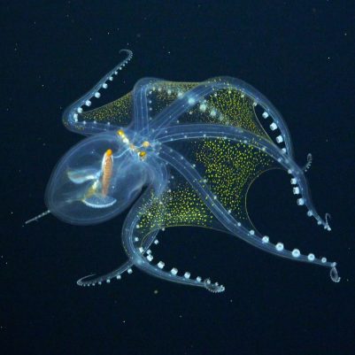 FK210605-20210703-GLASS_OCTOPUS_3