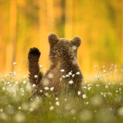 NPOTY Photo Contest 2020-Living in the moment-Amit Eshel-Highly Commended-C10 Animal Portraits