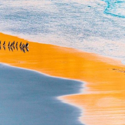 NPOTY Photo Contest 2021-Fishing trip at sunrise-Miquel Angel Artús Illana-Runner-up-C1 Birds